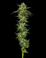 Collie Man Kush Feminised Seeds
