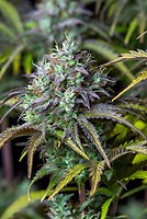 Original Big Bud Auto Feminised Seeds