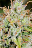 Original Cinderella Auto Feminised Seeds