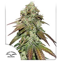Mazar CBD Feminised Seeds
