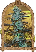 Purple Monkey Auto Feminised Seeds