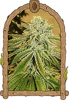 White Banana Auto Feminised Seeds
