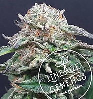 Mango Heaven Regular Seeds