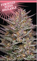 Raspberry Parfait Feminised Seeds