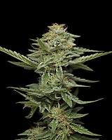 Pistachio Feminised Seeds