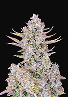 Purple Punch Auto Feminisiert Saatgut - BULK