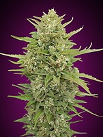 Super Skunk Auto Feminisiert Samen