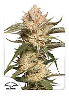 Trichome & Cream Auto Feminisiert Saatgut