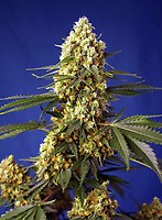 Strawberry Banana Gelato XL Auto Feminised Seeds