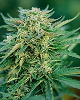 Grease Gun Auto Feminised Seeds
