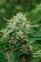Froot by the Foot Auto Feminised Seeds