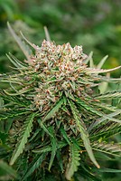 GMO OG Auto Feminised Seeds