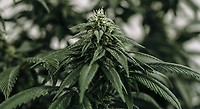 Sunset Sherbet Feminisiert Saatgut - BULK