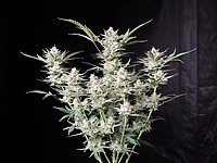 Strawberry Gorilla Auto Feminised Seeds