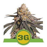Triple G Auto Feminised Seeds