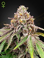 Blue Haze x Gelato 41 Auto Feminised Seeds