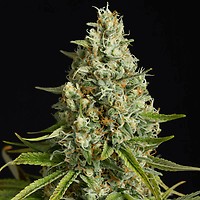 Amnesia Lemon Feminised Seeds
