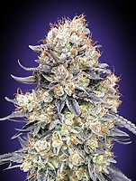Purple Punch Auto Feminisiert Samen