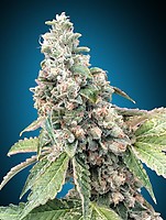 Harlequin CBD Feminised Seeds