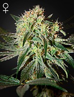 Damn Sour Feminised Seeds