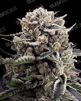 B45 Feminised Seeds