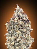 Watermelon OG Auto Feminisiert Saatgut