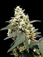 Lemonade Auto Feminised Seeds