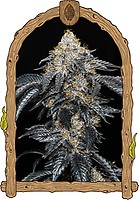 Quicklato Sherbet Feminised Seeds