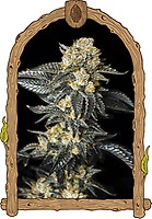 Zkittaberry Auto Feminised Seeds