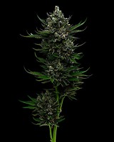 All Gas OG Auto Feminisiert Samen