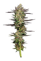Mint Jelly Auto Feminised Seeds