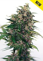 Somango #47 Auto Feminised Seeds