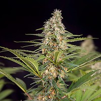 Cali Crasher Feminised Seeds