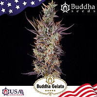 Buddha Gelato Feminised Seeds