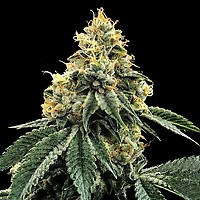 Kosher Dawg Feminisiert Samen