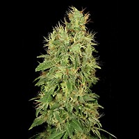 Chronic CBD Feminised Seeds