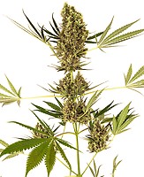Alpine Delight CBD 30:1 Auto Feminised Seeds