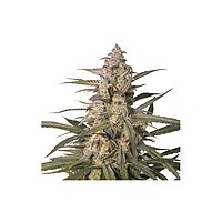 Northern Dragon Fuel Auto Feminised Seeds