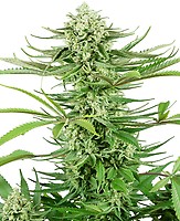 Cashew Kush Feminisiert Saatgut