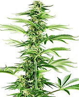 Honey Melon Haze Feminised Seeds