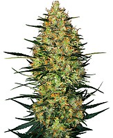 Caramellow Kush Auto Feminised Seeds