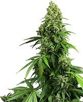 Honey Melon Kush Auto Feminised Seeds