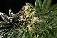 Dream Sherbet Feminised Seeds
