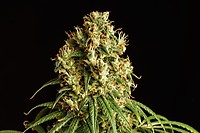Mimosa Dream Feminised Seeds