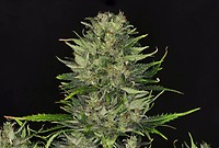 DoSiDos Auto Feminised Seeds
