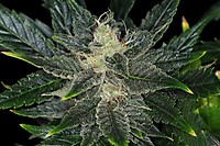Gorilla King Auto Feminised Seeds
