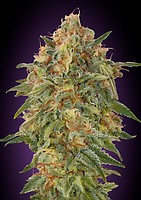 Zkittlez Feminisiert Samen