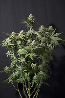 Orange Sherbet Fast Feminised Seeds