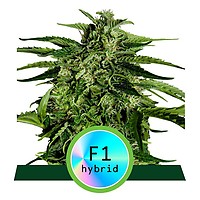 Apollo F1 Auto Feminised Seeds