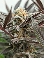 Peanut Butter Breath Auto Feminisiert Saatgut - BULK x 100